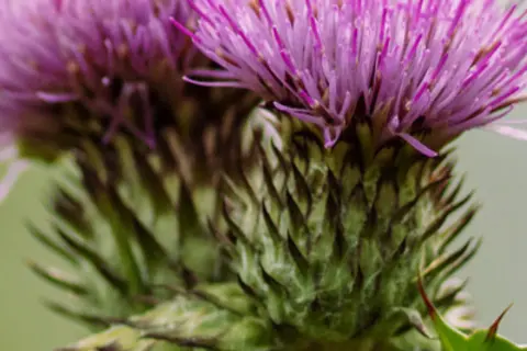 Detail-Ansicht von Mariendistel-Blüten