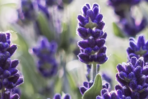 Detail-Ansicht von Lavendel-Blüten