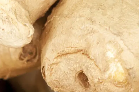 Detail-Ansicht von Ingwer-Wurzeln