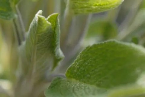 Detail-Ansicht von Salbei-Blättern