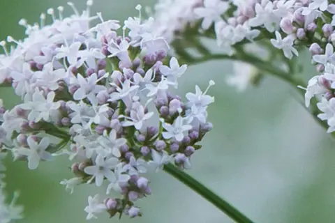 Detail-Ansicht von Baldrian-Blüten