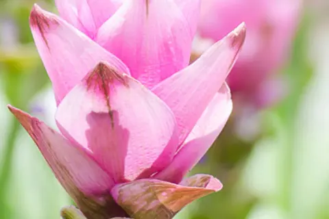 Detail-Ansicht von Curcuma-Blüten