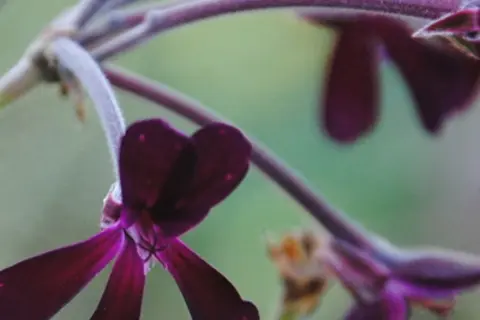  Detail-Ansicht von Pellargonium-Blüten