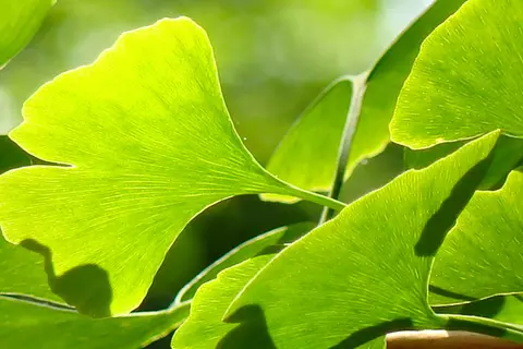 Detail-Ansicht Ginkgo-Blätter