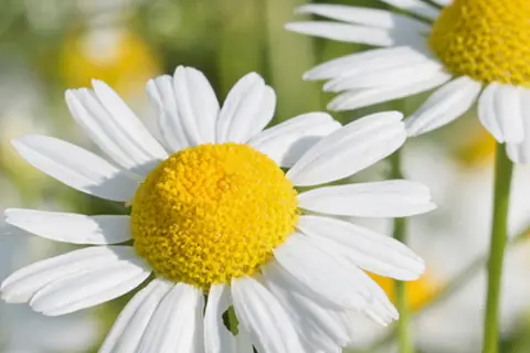 Detail-Ansicht von Kamillenblüten