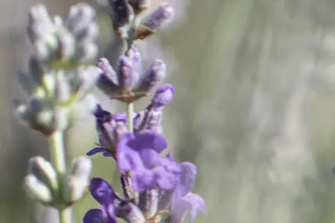 Detail-Ansicht von Lavendel-Blüten