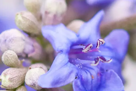  Detail-Ansicht von Mönchspfeffer-Blüten