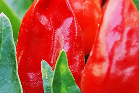 Detail-Ansicht von Capsicum-Schoten