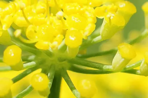Detail-Ansicht von Fenchel-Blüten