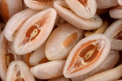 Detail-Ansicht von Flohsamen