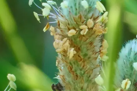 Detail-Ansicht von Flohsamen-Blüten