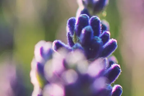 Detail-Ansicht von Lavendel-Blüten