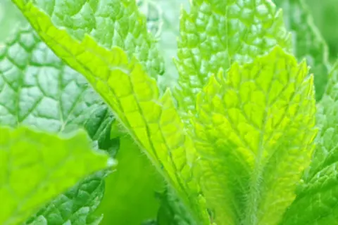 Detail-Ansicht von Pfefferminz-Blättern