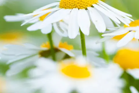 Detail-Ansicht von Kamille-Blüten