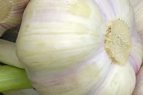 Detail-Ansicht von Knoblauch-Knollen