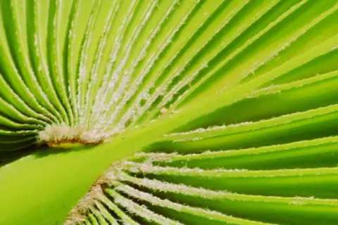 Detail-Ansicht eines Sabal-Blattes