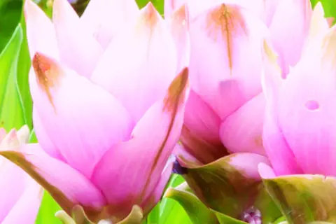 Detail-Ansicht von Curcuma-Blüten