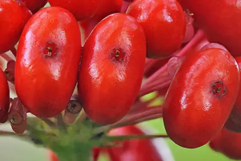 Detail-Ansicht von Ginseng-Früchten