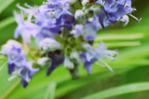 Detail-Ansicht von Mönchspfeffer-Blüten