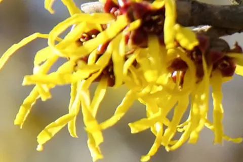 Detail-Ansicht von Hamamelis-Blüten