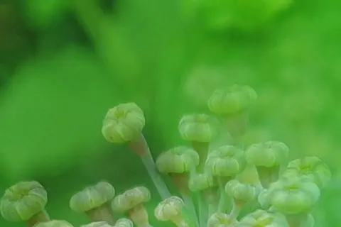 Bildkomposition aus Detailaufnahmen von Kümmelblüten und Pfefferminzblättern
