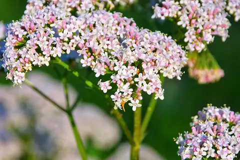 Detail-Ansicht von Baldrianblüten