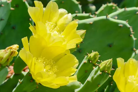 Detail-Ansicht eines Feigenkaktus mit geöffneten Blüten