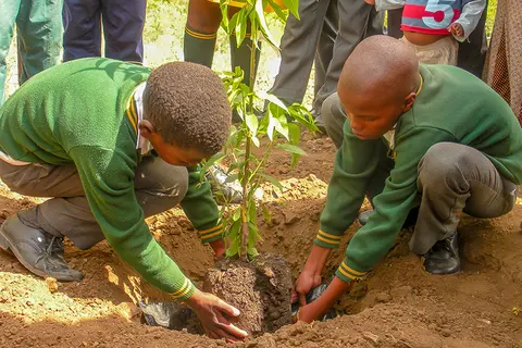 Schüler in Südafrika pflanzen Bäume im Rahmen eines Baumpflanzprojektes