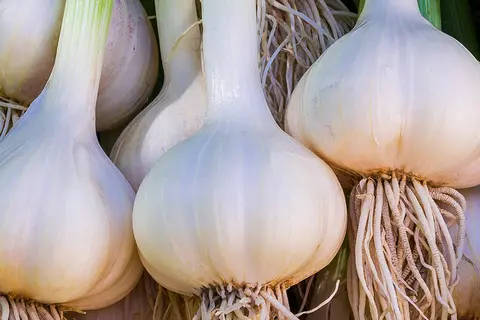 Frische Knoblauchknollen