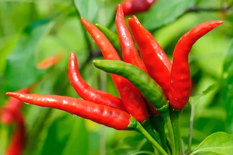 Detail-Ansicht von Capsicum-Schoten