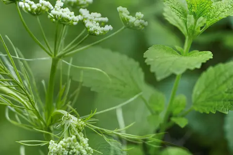 Bildkomposition aus Detailaufnahmen von Kümmelblüten und Pfefferminzblättern