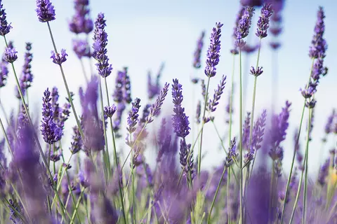 Detail-Ansicht eines Lavendel-Feldes