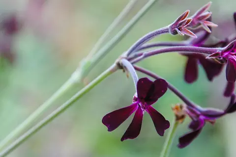 Nahaufnahme von Pelargonium-Blüten
