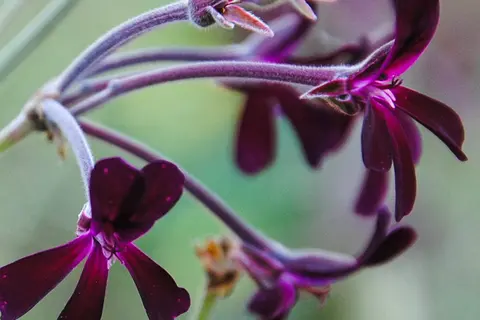 Nahaufnahme von Pelargonium-Blüten