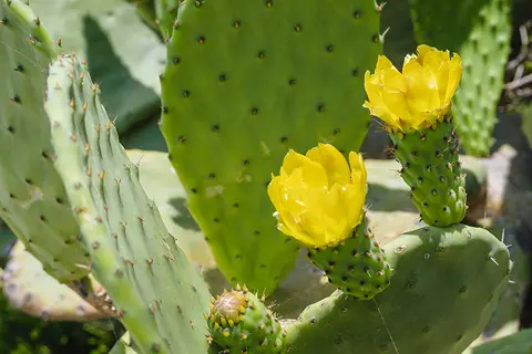 Blüten und Kladodien mehrerer Feigenkakteen