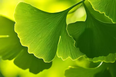 Detail-Ansicht von Ginkgo-Blättern