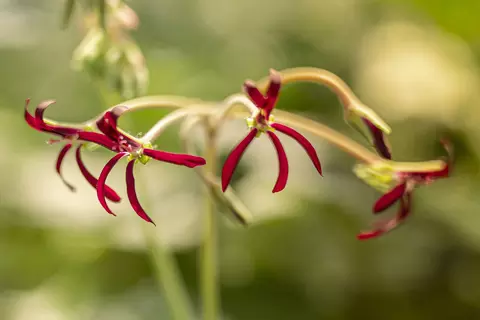 Detail-Ansicht von Pelargonium-Blüten