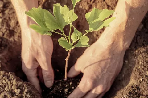 Ein Mitarbeiter von Dr. Willmar Schwabe pflanzt einen Ginkgo-Setzling ein