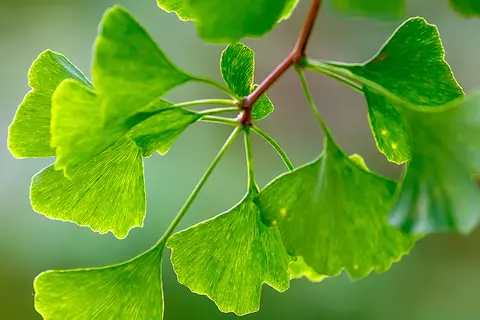 Detail-Ansicht von Ginkgo-Blättern