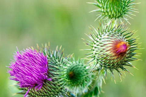 Detail-Aufnahme von Mariendistel-Blüten