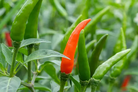 Detail-Ansicht von Capsicum-Schoten