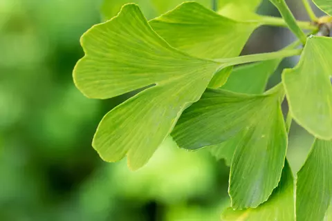 Detail-Ansicht von Ginkgo-Blättern