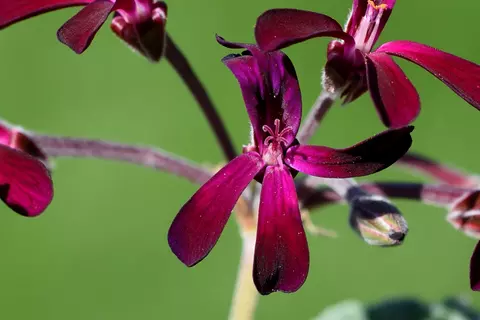 Detail-Ansicht von Pelargonium-Blüten