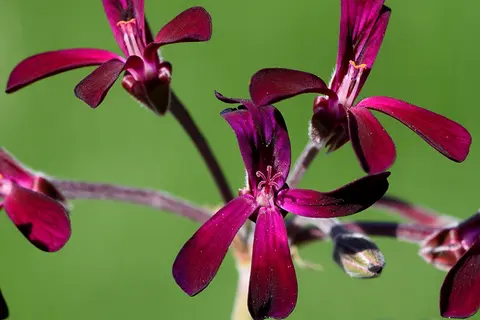 Detail-Ansicht von Pelargonium-Blüten