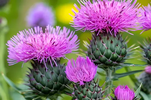 Detail-Aufnahme von Mariendistel-Blüten