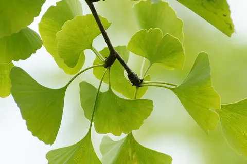Detail-Ansicht von Ginkgo-Blättern