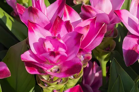 Detail-Ansicht von Curcuma-Blüten