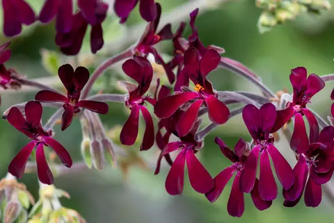 Detail-Ansicht von Pelargonium-Blüten