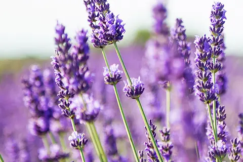 Detail-Ansicht von Lavendel-Blüten
