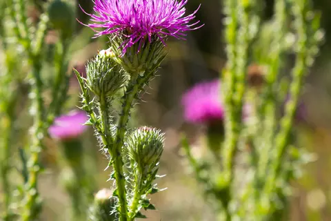Detail-Ansicht von Mönchspfeffer-Blüten